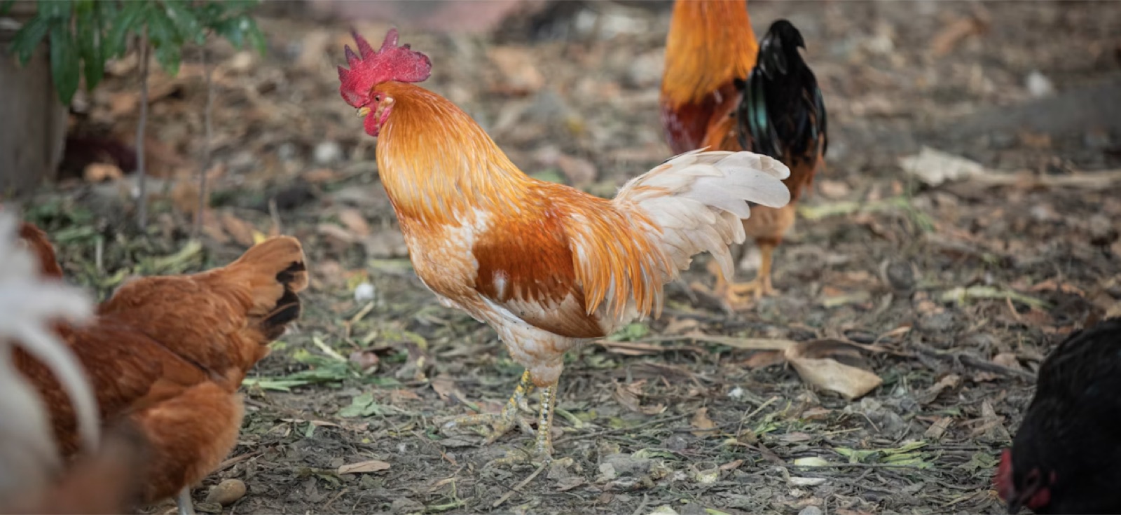 Free-range poultry on a farm