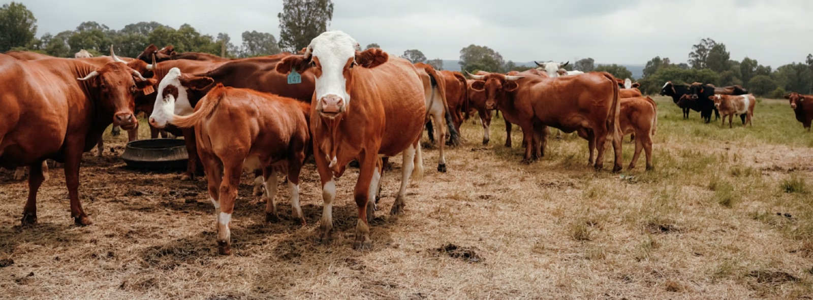 Cattle herd on a farm